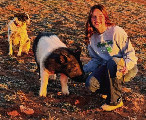 Seniors share perspectives on livestock show projects