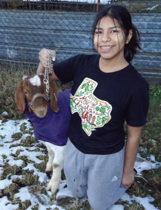 Seniors share perspectives on livestock show projects