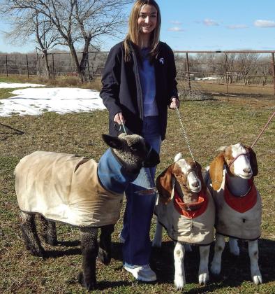 Seniors share perspectives on livestock show projects