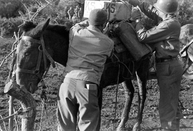 Loading a mule with mortar shells.