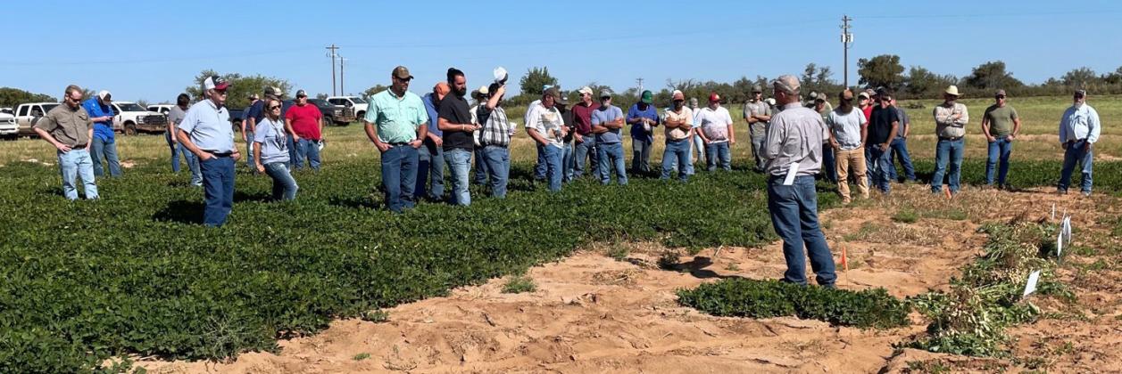 The AgriLife Extension Collingsworth County 2021 Crops Tour stops in the Lillie community, where participants viewed Rex Henard’s mature peanut plants. Trials such as these help to analyze growing conditions, the impact of weather patterns, yields and seed varieties. The Red River Sun/Bev Odom