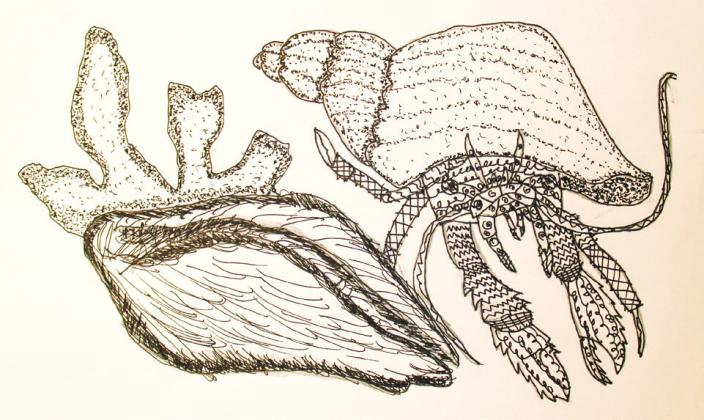 A crab, drawn by Justyn Orr, searches for shells. Art by Justyn Orr