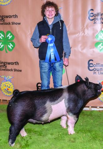 Easton Wischkaemper exhibits the Breed Champion Hampshire Swine, purchased by Wellington State Bank at the evening Premium Sale, during the Saturday, Jan. 18 Collingsworth County Livestock Show. Photos Courtesy of Collingsworth County Livestock Show