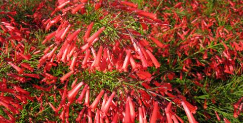 The firecracker plant’s blooms provide fiery bursts of color all season long. Their tubular shape are also attractive to hummingbirds. Texas A&amp;M AgriLife/ Mike Arnold