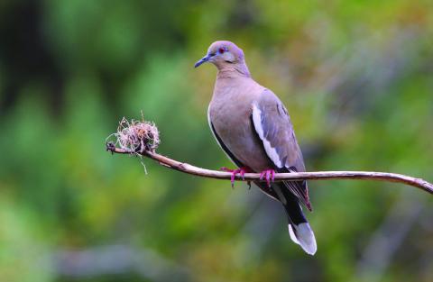 Texas Game Wardens offer tips for a safe, enjoyable dove hunt