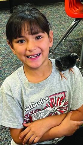 First graders experience life cycle of chicken