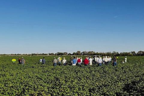 Morris, Henard Farms welcome 2024  Collingsworth Crop Tour participants
