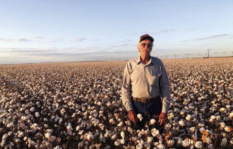 Peters harvests first Farmers Co-Op cotton bale of 2024