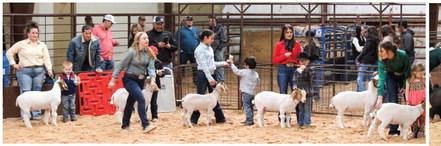 Collingsworth County 4-H and FFA youth exhibit animals
