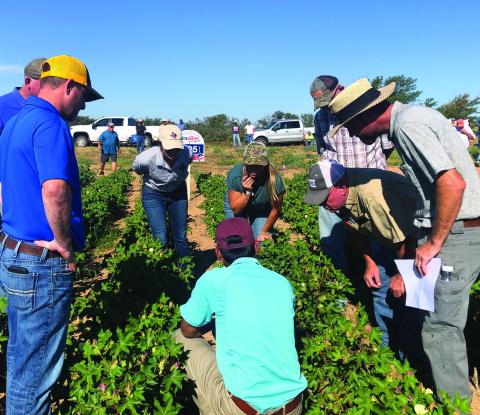 Collingsworth Extension releases 2024 crop tour agenda