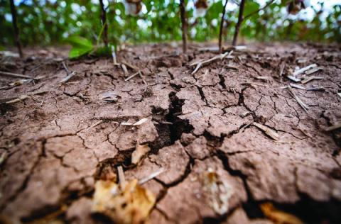 Heat exacerbates summer garden issues for Texans