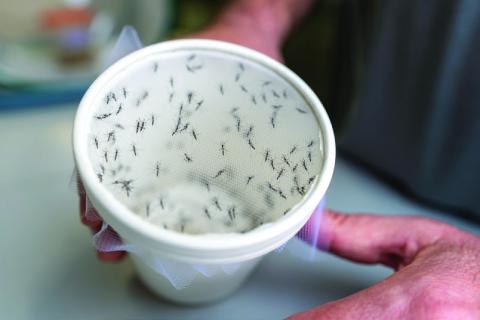 Researchers at Texas A&amp;M University’s Zach Adelman Lab utilize mosquitoes in their research of mosquito-borne viruses, such as yellow fever, West Nile encephalitis, Zika and dengue hemorrhagic fever. AgriLife Today/Michael Miller