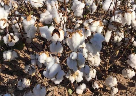 Cotton: The life’s bread of Hall County trade