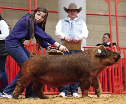 Brylnn Kemp, a Wellington Junior High School seventh grader, shows the second-place Class 6 Lightweight Duroc at the Fort Worth Livestock Show and Rodeo last week. Photos Courtesy of Collingsworth County Livestock Show