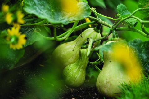 March gardening guide: Prepare beds, prune and plant
