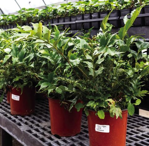 Holly fern, also known as Japanese holly fern and fish tail fern, is the newest Texas Superstar plant. Courtesy Photo