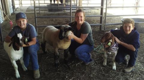 Texas 4-H students show prized livestock.