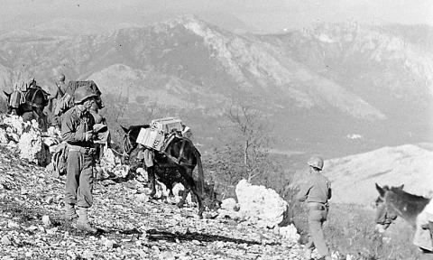 Pack mules on a mountain top in Italy. Floyd Killough Collection