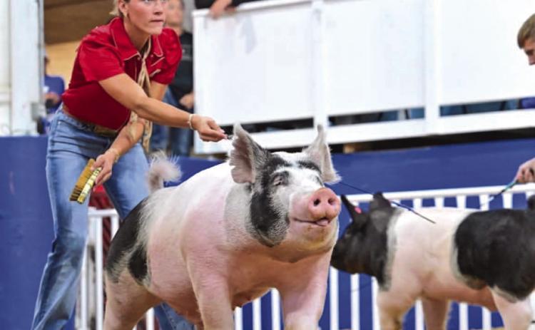 Tillman takes second and makes state fair sale