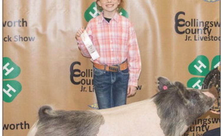Brinley Mock shows the third-place Class 1 Cross, at the Saturday, Jan. 17 Collingsworth County Livestock Show, purchased by Collingsworth County Farm Bureau at the Premium Sale. Uplift Imaging
