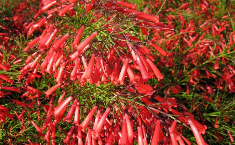 The firecracker plant’s blooms provide fiery bursts of color all season long. Their tubular shape are also attractive to hummingbirds. Texas A&amp;M AgriLife/ Mike Arnold
