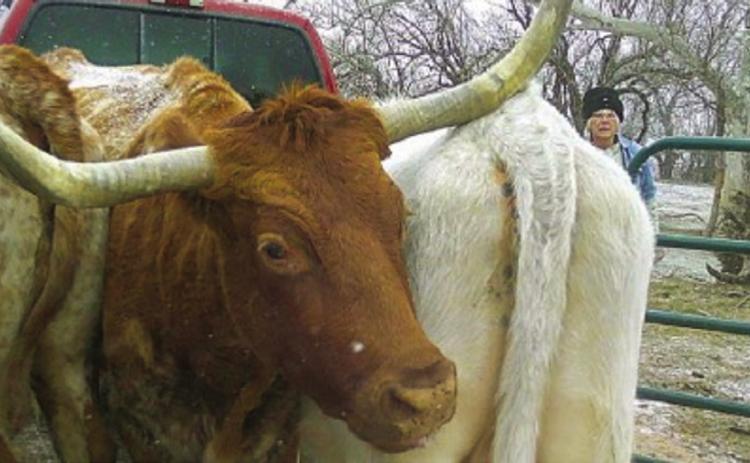 Longhorn Little Mamou heads for forbidden territory just before columnist Hanaba Munn Welch somehow manages to close the gate. Photo Courtesy of Hanaba Munn Welch