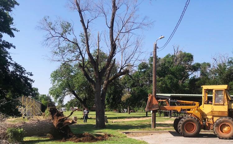 Wellington City Manager Justin Mixon observes City of Wellington Street Foreman Arnie Ingram in the loader, taking down old trees in Ellison Park on Thursday, May 19. Serving over 45 years since January 1980, Ingram plans to retire Monday, June 30. “Arnie has been an incredibly valuable man to the City of Wellington,” Mixon said.
