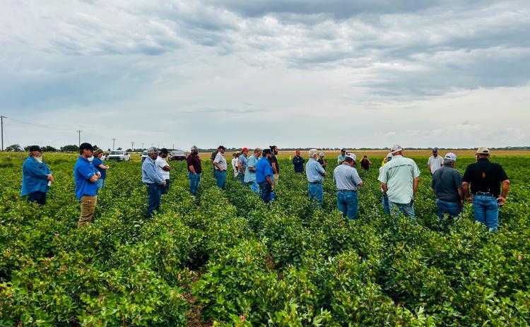 For the first stop on the 2025 Collingsworth County Crop Tour Friday morning, Sept. 5, participants gather at the cotton trials at Wischkeamper Farms, located north of Quail on FM 1547. Observing the high level of performance evident in the cotton trials, Doug Cossey, BASF-Fibermax representative, and Tyson Schulte, Delta Pine representative, address the crowd.