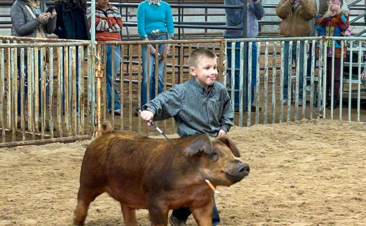 PeeWee Showman Stetson Kemp, a Wellington Elementary School kindergarten student, competes at the Saturday, Jan. 17 Collingsworth County Livestock Show. Older sisters, Wellington Junior High School eighth-grader Brylnn Kemp and sixth-grader Presley Kemp, taught their younger brother lots of showing skills. See page 4B for additional livestock show photos.