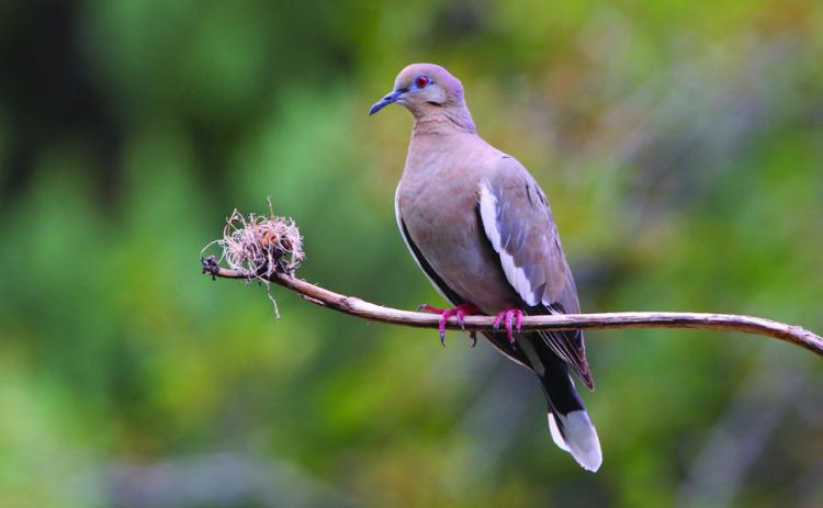 Texas Game Wardens offer tips for a safe, enjoyable dove hunt