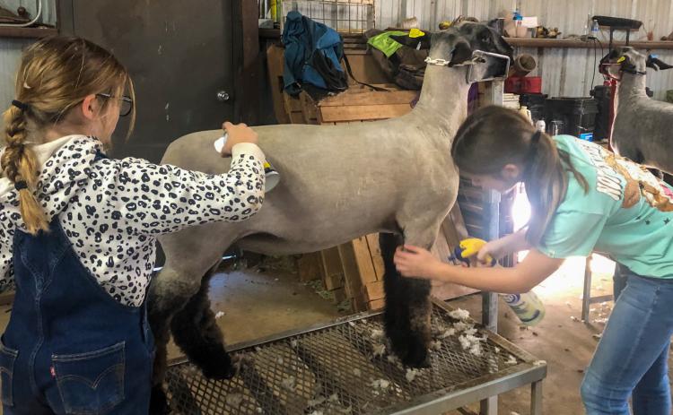 Wellington Elementary School fifth-grader Evelyn Henard, left, and Wellington Junior High School eighth-grader Anna Henard groom their lamb projects Saturday, Jan. 6 for the 2024 Collingsworth County Livestock Show, coming up this weekend on Saturday, Jan. 13. See page 4B for the senior livestock show feature. The Red River Sun/Bev Odom
