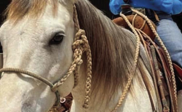 Memphis’O’Neal competes in Ranch Horse Association of America Finals
