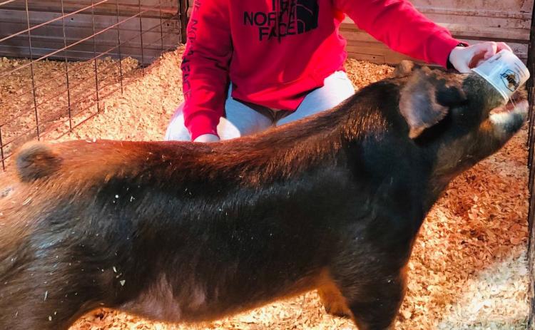 Livestock show senior showcase