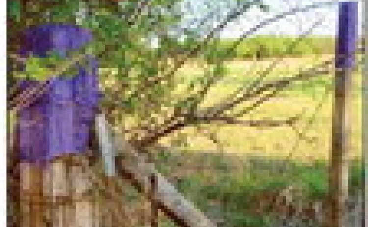 What’s with the purple paint?