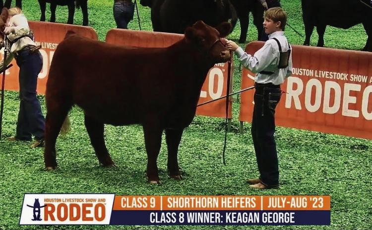 Childress High School freshman Max Rabe earns a second-place finish with his shorthorn heifer at the Houston Livestock Show and Rodeo Saturday, March 15. Courtesy Photos