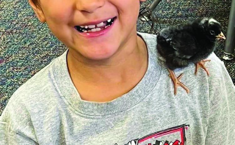 First graders experience life cycle of chicken