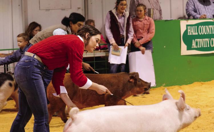 Emma Talley walks her Grand Champion Barrow around the show ring during the Hall County Jr. Livestock Show Saturday, Jan. 21. Photos Courtesy of Hall County Youth Association