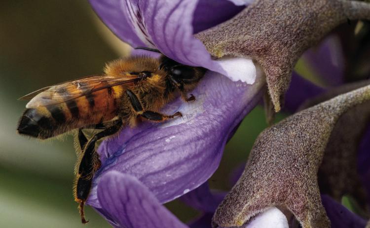 Pollinators have preferences when it comes to the plants they choose to pollinate, so splashing different colors is important to supporting them. Texas A&amp;M AgriLife/Coutrney Sacco