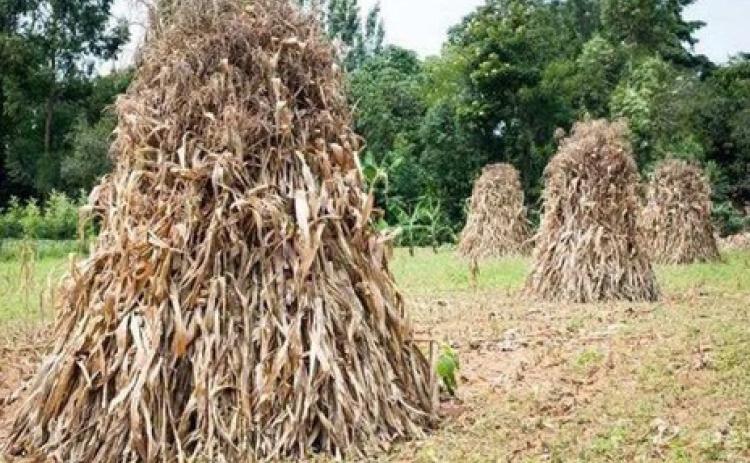 Columnist Jim Leggitt mentions the six acres of maize crop that his dad chose to not finish harvesting on a Sunday morning. A strong wind that Sunday evening flattened the top-heavy stalks, resulting in the crop becoming cattle feed. Courtesy Photo