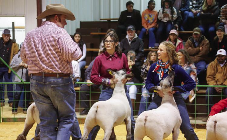The 2024 Hall County Jr. Livestock Show welcomes 38 exhibitors, along with 74 animals, Saturday, Jan. 20 at the Hall County Show Barn. KKR Photography