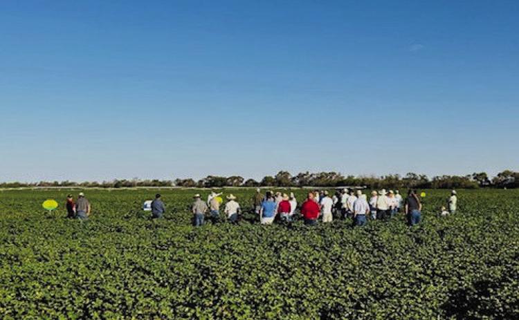 Morris, Henard Farms welcome 2024  Collingsworth Crop Tour participants