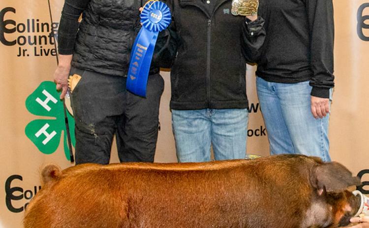 Maverick Orr shows the Breed Champion Dark Other Pure Breeds (DOPB) at the Saturday, Jan. 17 Collingsworth County Livestock Show, purchased by Ed Lagrone, Claude Crisp, Danny and Veronica Gray, Walser Farms/ Sunglo Feeds at the Premium Sale. Uplift Imaging