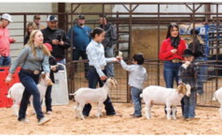 Collingsworth County 4-H and FFA youth exhibit animals