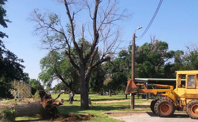 Wellington City Manager Justin Mixon observes City of Wellington Street Foreman Arnie Ingram in the loader, taking down old trees in Ellison Park on Thursday, May 19. Serving over 45 years since January 1980, Ingram plans to retire Monday, June 30. “Arnie has been an incredibly valuable man to the City of Wellington,” Mixon said. Karen Caldwell
