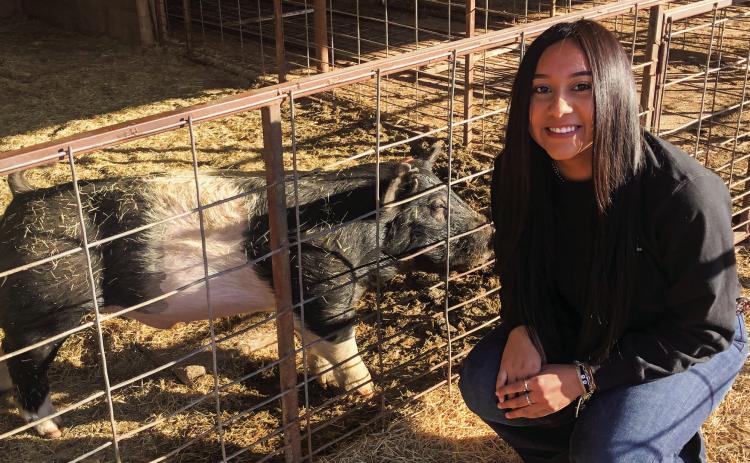 Wellington seniors experience final livestock show season