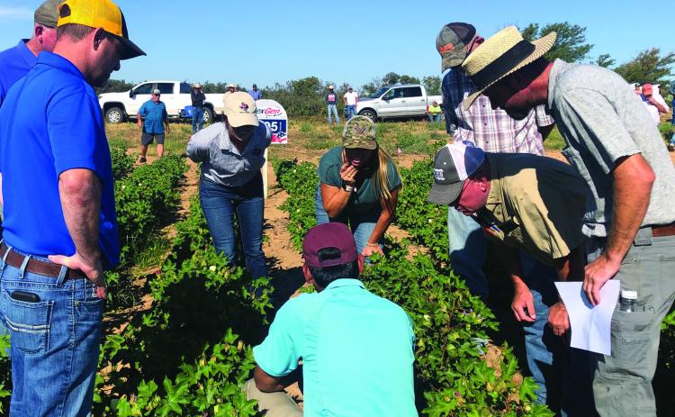 Collingsworth Extension releases 2024 crop tour agenda