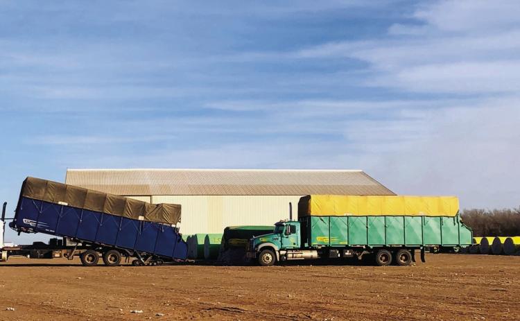 Truck drivers unload the final modules of the 2024 cotton crop, which was cut short due to a lack of rain, at Wellington’s Farmers Co-Op Gin Thursday, Dec. 19. The Red River Sun/Bev Odom