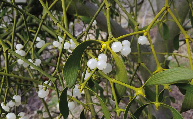 Mistletoe can cause stress for the trees it grows on. However, the plants play a key role in the ecosystem. Courtesy Photo