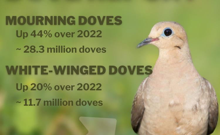 Despite unrelenting summer heat, dove season expected to have soaring numbers