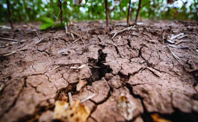 Heat exacerbates summer garden issues for Texans